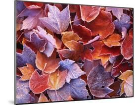 Frosted Maple leaves, Spokane County, Washington, USA-Charles Gurche-Mounted Premium Photographic Print