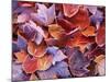 Frosted Maple leaves, Spokane County, Washington, USA-Charles Gurche-Mounted Photographic Print