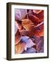 Frosted Maple leaves, Spokane County, Washington, USA-Charles Gurche-Framed Photographic Print