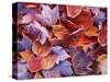 Frosted Maple leaves, Spokane County, Washington, USA-Charles Gurche-Stretched Canvas