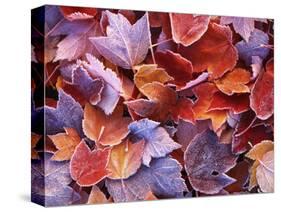 Frosted Maple leaves, Spokane County, Washington, USA-Charles Gurche-Stretched Canvas