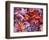 Frosted Maple leaves, Spokane County, Washington, USA-Charles Gurche-Framed Photographic Print