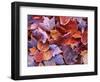 Frosted Maple leaves, Spokane County, Washington, USA-Charles Gurche-Framed Photographic Print