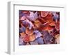 Frosted Maple leaves, Spokane County, Washington, USA-Charles Gurche-Framed Photographic Print