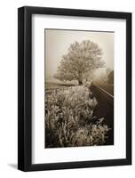 Frosted Oak & Road-David Lorenz Winston-Framed Art Print