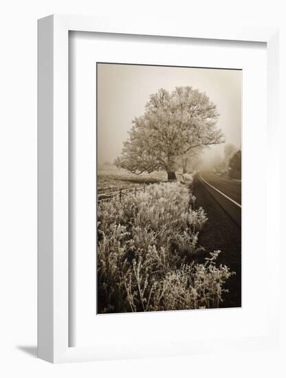 Frosted Oak & Road-David Lorenz Winston-Framed Art Print