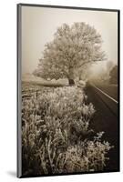 Frosted Oak & Road-David Lorenz Winston-Mounted Art Print