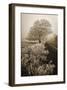 Frosted Oak & Road-David Lorenz Winston-Framed Giclee Print