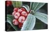 Frosted Skimmia-null-Stretched Canvas