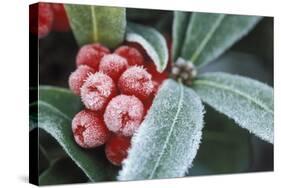 Frosted Skimmia-null-Stretched Canvas