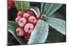Frosted Skimmia-null-Mounted Photographic Print