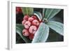 Frosted Skimmia-null-Framed Photographic Print