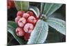 Frosted Skimmia-null-Mounted Photographic Print