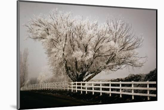 Frosted Tree and Fence-David Winston-Mounted Giclee Print