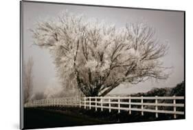 Frosted Tree and Fence-David Winston-Mounted Giclee Print