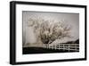 Frosted Tree and Fence-David Winston-Framed Giclee Print