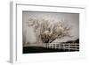 Frosted Tree and Fence-David Winston-Framed Giclee Print