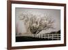 Frosted Tree and Fence-David Winston-Framed Giclee Print