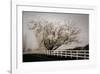 Frosted Tree and Fence-David Winston-Framed Giclee Print