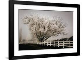 Frosted Tree and Fence-David Winston-Framed Giclee Print