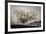 Frosted Tree and Fence-David Winston-Framed Giclee Print