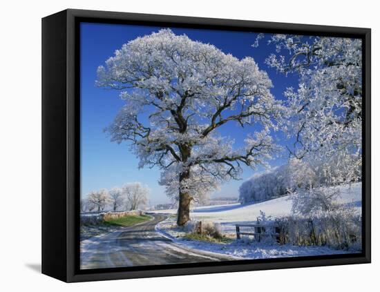 Frosted Tree at Roadside and Rural Winter Scene, Lincolnshire, England, United Kingdom, Europe-null-Framed Stretched Canvas