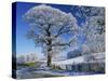 Frosted Tree at Roadside and Rural Winter Scene, Lincolnshire, England, United Kingdom, Europe-null-Stretched Canvas