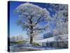 Frosted Tree at Roadside and Rural Winter Scene, Lincolnshire, England, United Kingdom, Europe-null-Stretched Canvas