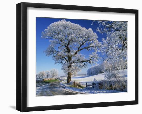 Frosted Tree at Roadside and Rural Winter Scene, Lincolnshire, England, United Kingdom, Europe-null-Framed Photographic Print