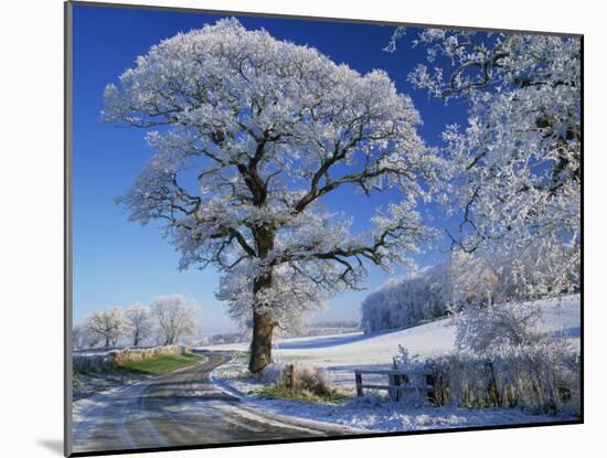 Frosted Tree at Roadside and Rural Winter Scene, Lincolnshire, England, United Kingdom, Europe-null-Mounted Photographic Print