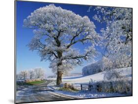 Frosted Tree at Roadside and Rural Winter Scene, Lincolnshire, England, United Kingdom, Europe-null-Mounted Photographic Print