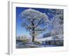 Frosted Tree at Roadside and Rural Winter Scene, Lincolnshire, England, United Kingdom, Europe-null-Framed Photographic Print