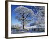 Frosted Tree at Roadside and Rural Winter Scene, Lincolnshire, England, United Kingdom, Europe-null-Framed Photographic Print