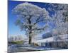 Frosted Tree at Roadside and Rural Winter Scene, Lincolnshire, England, United Kingdom, Europe-null-Mounted Photographic Print