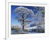 Frosted Tree at Roadside and Rural Winter Scene, Lincolnshire, England, United Kingdom, Europe-null-Framed Photographic Print