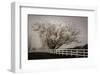 Frosted Tree & Fence-David Lorenz Winston-Framed Art Print