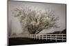 Frosted Tree & Fence-David Lorenz Winston-Mounted Art Print