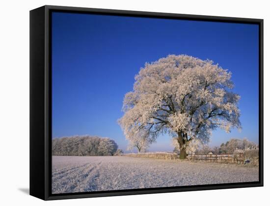 Frosted Tree in Rural Winter Scene, Leicestershire, England, United Kingdom, Europe-null-Framed Stretched Canvas