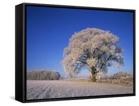 Frosted Tree in Rural Winter Scene, Leicestershire, England, United Kingdom, Europe-null-Framed Stretched Canvas