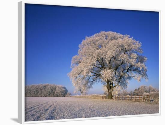 Frosted Tree in Rural Winter Scene, Leicestershire, England, United Kingdom, Europe-null-Framed Photographic Print