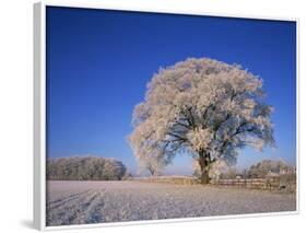 Frosted Tree in Rural Winter Scene, Leicestershire, England, United Kingdom, Europe-null-Framed Photographic Print