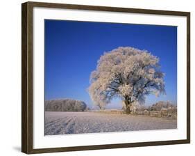 Frosted Tree in Rural Winter Scene, Leicestershire, England, United Kingdom, Europe-null-Framed Photographic Print