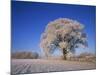Frosted Tree in Rural Winter Scene, Leicestershire, England, United Kingdom, Europe-null-Mounted Photographic Print