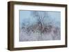 Frosty Awakening-Doug Chinnery-Framed Photographic Print