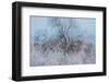 Frosty Awakening-Doug Chinnery-Framed Photographic Print