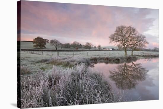 Frosty Conditions at Dawn Beside a Pond in the Countryside, Morchard Road, Devon, England. Winter-Adam Burton-Stretched Canvas