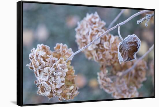 Frosty hydrangea branch on a blur background-Paivi Vikstrom-Framed Stretched Canvas