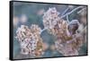 Frosty hydrangea branch on a blur background-Paivi Vikstrom-Framed Stretched Canvas