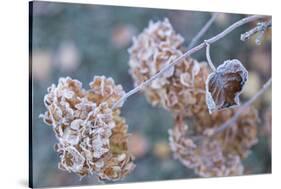 Frosty hydrangea branch on a blur background-Paivi Vikstrom-Stretched Canvas
