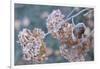 Frosty hydrangea branch on a blur background-Paivi Vikstrom-Framed Photographic Print